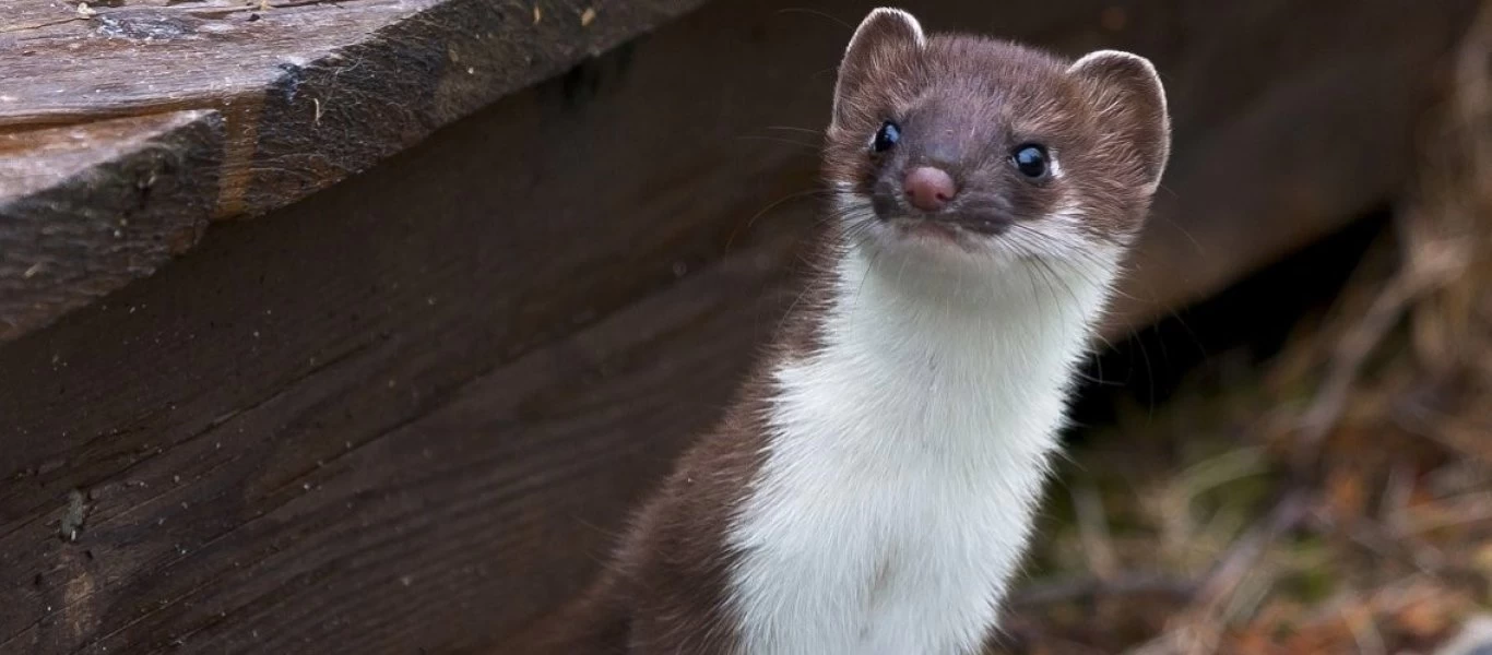 Κοζάνη: Θανατώνονται λόγω κορωνοϊού 2.500 μινκ